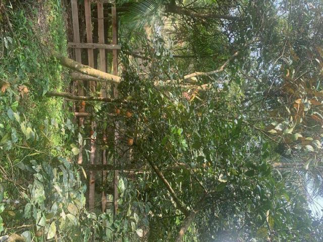 #87 - Área para Venda em Canelinha - SC